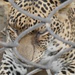 Patna Zoo Pictures