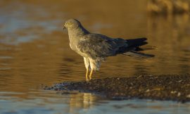 Nandur Madhmeshwar Bird Sanctuary Entry Fees, Timings, Contact Information