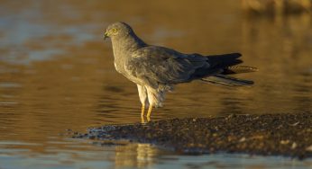 Nandur Madhmeshwar Bird Sanctuary