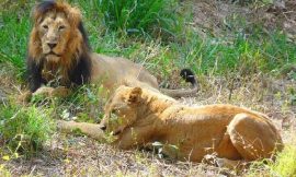 Nahargarh Biological Park Entry Fees / Ticket Price, Timings, Address, Contact, Review Details