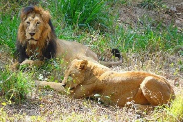 nahargarh lion safari ticket price