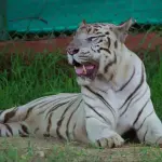 Nahargarh Biological Park Jaipur