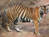 Sariska Tiger Reserve Entry Fees 2022-2023, Ticket Price, Timings (Summers/Winters), Best Time To Visit, Safari Information<span class="rating-result after_title mr-filter rating-result-1898"> <span class="mr-star-rating"> <i class="fa fa-star mr-star-full"></i> <i class="fa fa-star mr-star-full"></i> <i class="fa fa-star mr-star-full"></i> <i class="fa fa-star mr-star-full"></i> <i class="fa fa-star-o mr-star-empty"></i> </span><span class="star-result"> 4.22/5</span> <span class="count"> (9) </span> </span>