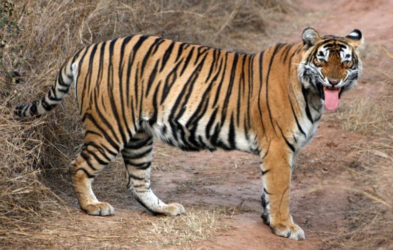 Sariska Tiger Reserve