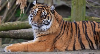 Dudley Zoo Ticket Prices 💷 | Hours ⌚| Contact 📞| Map 🗺️| Animals List 🦁