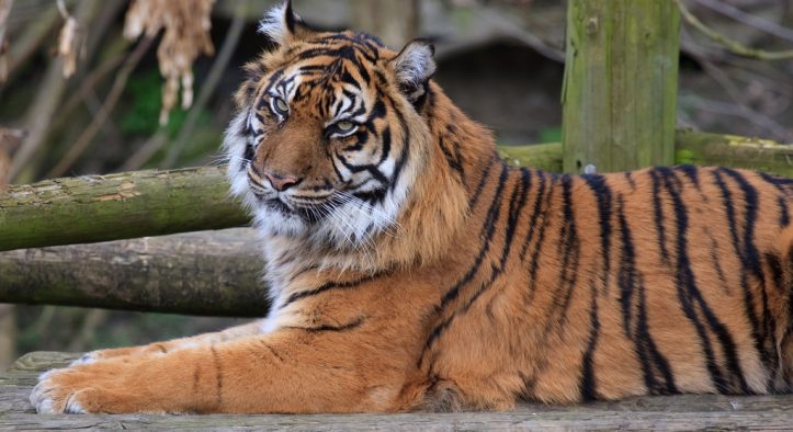 Dudley Zoo Ticket Prices 💷 | Hours ⌚| Contact 📞| Map 🗺️| Animals List 🦁