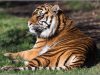 Howletts Zoo Prices 2024, Discount Vouchers, Ticket Offers, Map, Opening Times | Howletts Wild Animal Park