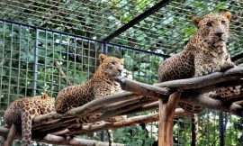 Ahmedabad Kankaria Zoo Ticket Prices 💵 | Timings ⌚| Contact 📞| Map 🗺️| Booking 2024