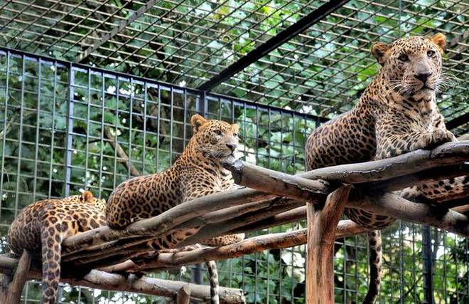 Kankaria Zoo Images
