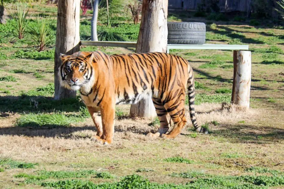 Canberra Zoo