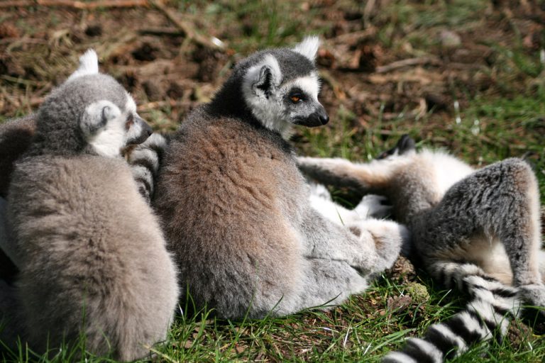 Yorkshire Wildlife Park AKA Doncaster Zoo Prices, Timings, Discounts