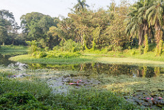 Kolkata Botanical Garden Ticket Prices | Kolkata Botanical Garden Timings | Kolkata Botanical Garden Images