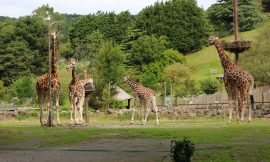 Paignton Zoo Prices 2025 | Animals | Opening Times | Ticket Discount Vouchers | Map | Postcode | Membership Annual Pass