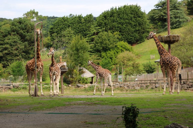 Paignton Zoo Prices, Ticket Offers, Discounts, Opening Times
