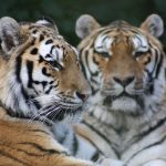 Port Lympne Zoo Prices 2025, Ticket Offers, Discount Vouchers, Experiences, Map, Contact Number, Address