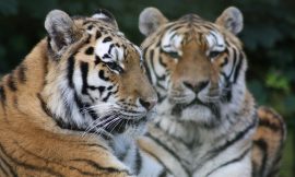 Port Lympne Zoo Prices 2025, Ticket Offers, Discount Vouchers, Experiences, Map, Contact Number, Address