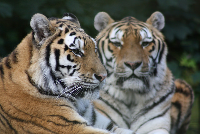 Port Lympne Zoo Prices, Ticket Offers, Discount Vouchers, Map, Admission Fees				    	    	    	    	    	    	    	    	    	    	3.25/5							(4)						